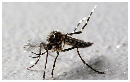 为减少疾病传播,美国佛州将释放7.5亿只转基因蚊子