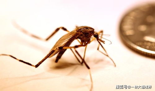 为了消灭蚊子,美国将释放7.5亿只转基因蚊子,已有20多万人反对