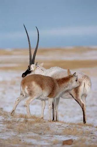 可可西里国家级自然保护区,一只小藏羚羊偷偷亲吻爸爸后笑了笑,(可可西里国家级自然保护区海拔高度)