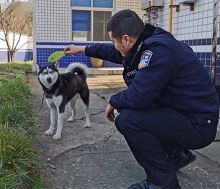 村民报案称有狼偷吃鸡,结果警员全副武装到场后,瞬间傻眼 这狼有点傻