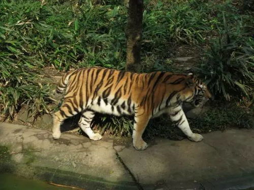 老虎又咬人啦 杭州动物园列出 危险动作清单 ,孩子必须知道 