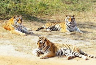 厦门野生动物园老虎跑离猛兽区 特警出动