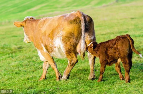 农民怀孕的母牛在晚上分娩 人们上前看到异常场景 贵州一农产双