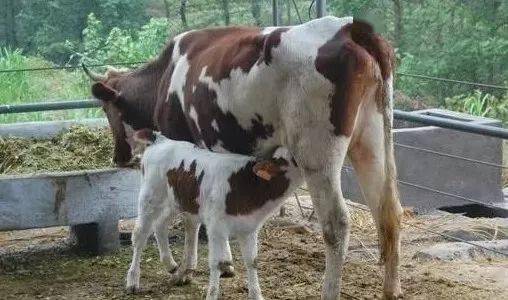 怀孕母牛可以注射口蹄疫疫苗吗