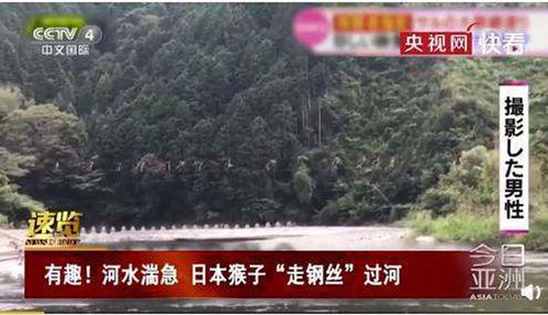日本猴子用钢丝过河 河水湍急