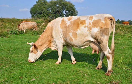 农民怀孕的母牛在晚上分娩 人们上前看到异常场景 贵州一农产双