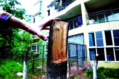 为端白蚁巢 一楼住户偷砍21棵树 