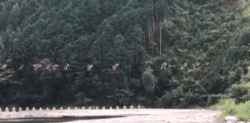 日本猴子走钢丝过河,画面曝光,场面壮观 
