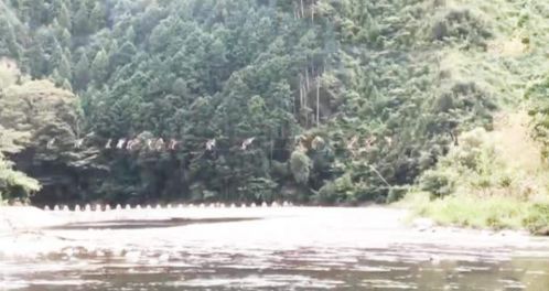 日本猴子整齐走钢丝过河 只因不愿涉水
