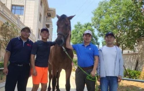 太好了 福建下海救人的第三匹马已痊愈,当地众筹立雕塑