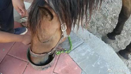 福建下海救人的第三匹马已痊愈 并恢复至救人前的良好状