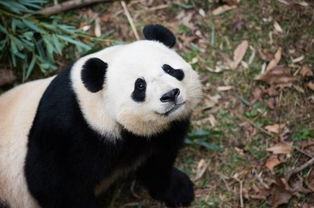 美国大熊猫新生婴儿首次亮相 萌翻无数熊猫迷(2020新生大熊猫)