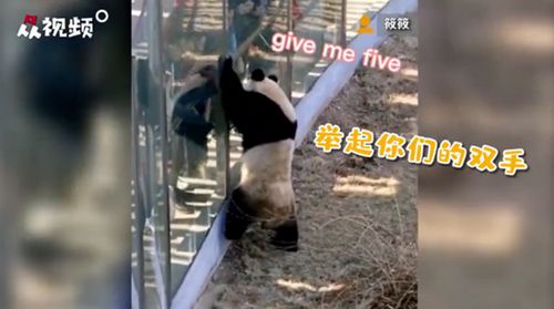 最努力的熊猫!辽宁大熊猫热情与游客击掌互动(我摆烂了你们努力熊猫)