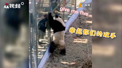 大熊猫热情跟游客依次击掌互动走红