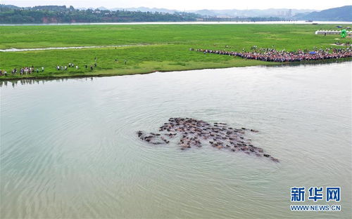 数百头牛从四川横渡嘉陵江吃草,网友:胆大的牛当我还是个孩子的