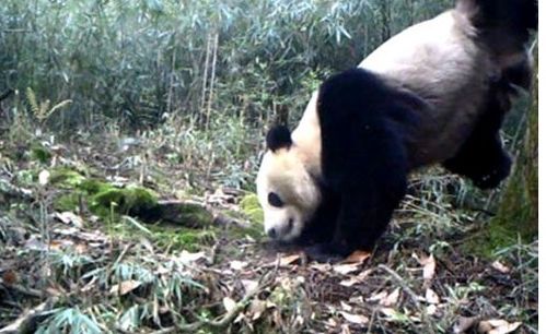 罕见 野生大熊猫倒立撒尿被拍,原来是为了 求爱