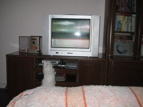 猫咪聚精会神的看着电视,主人凑近一看哭笑不得 