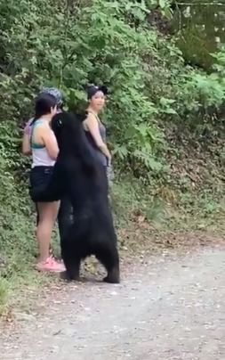 加拿大突然遇到黑熊当场拦路,熊随后举动让人发笑(加拿大会遇到熊吗)