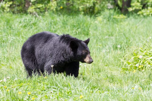 加拿大突然遇到黑熊当场拦路,熊随后举动让人发笑(加拿大遇到鬼)