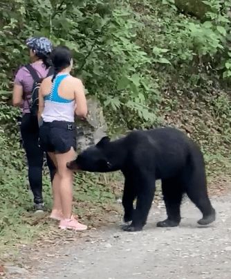昨日温村人纷纷被朋友圈一个黑熊视频刷屏了 原来真相竟然是...