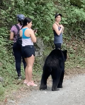 美女遭遇黑熊搂抱,女游客遭野牛袭击, 她们是如何逃过一劫的