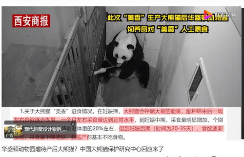 官方回应旅美大熊猫产后疑遭虐待 真相来了