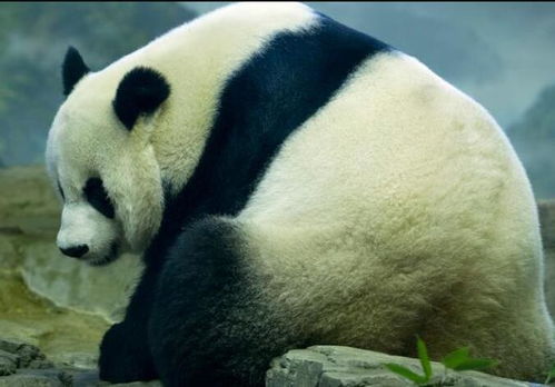旅美大熊猫美香疑似怀双胎最快本周生 网友高兴坏了 