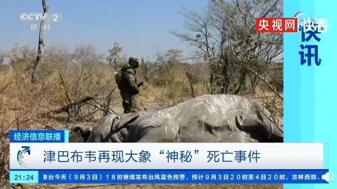 津巴布韦再现大象神秘死亡 大象集体暴毙是什么原因 