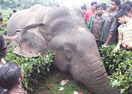 印度大象撞上高压电线被电击致死 