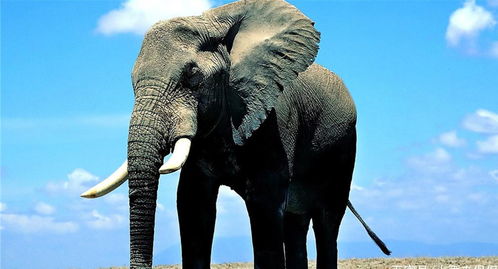 非洲350头大象突然 死亡 ,专家开展研究,与人类无关
