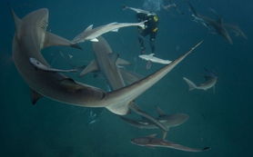 瞠目结舌 潜水员拍摄鲨鱼进食狂野画面 