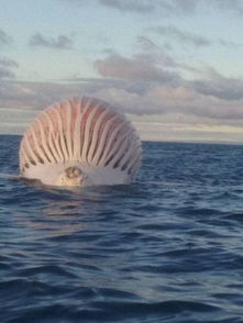 渔民在座头鲸尸体周围发现了一些奇怪的东西 在水下拍可怕的照片