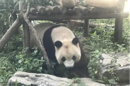 熊猫也会秃头 谢顶后露出粉红色头皮,饲养员称正恢复生长中