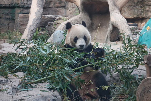 北京动物园 秃头 大熊猫 福星 毛发长齐