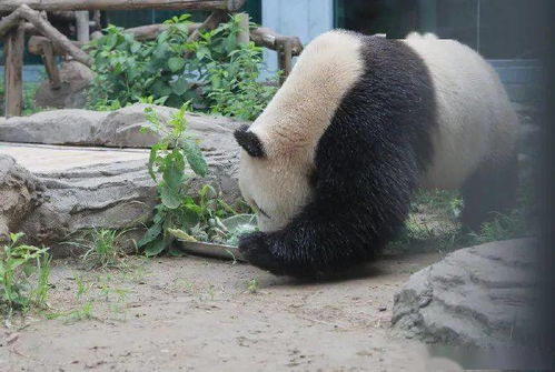 北京动物园网红熊猫 秃头 ,网友 就挺秃然的
