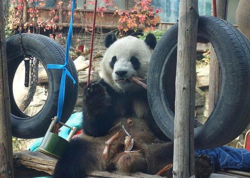 憨态可掬 北京动物园 秃头 大熊猫 福星 毛发长齐了