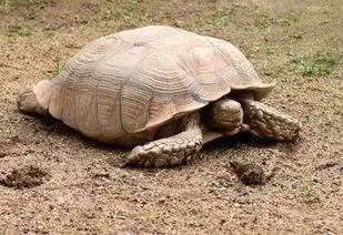 千年王八万年龟 别逗了 告诉你龟龟们到底能活多久