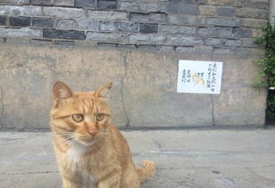 孩子逗猫被抓伤家长投诉,西安碑林博物馆网将驱逐所有流浪猫