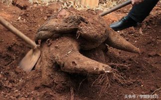 农村大爷祖宅旁挖地基,挖出一个百斤重大疙瘩