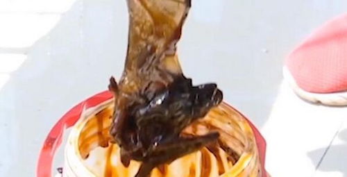 吃了将近3个月公斤蚝油,桶底发现了完整的蝙蝠