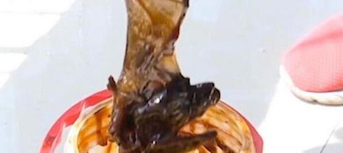 整只蝙蝠现在油桶里 吃了将近3个月公斤蚝油,桶底发现了完整的
