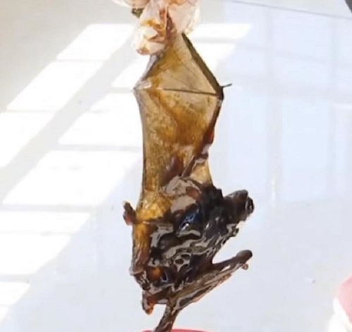 山东一男子买了桶蚝油,3个月后却吃出一只蝙蝠,恶心