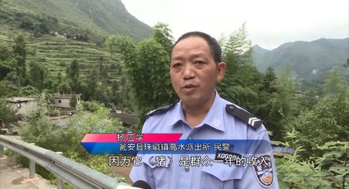 民警为救猪跳进化粪池 他这一跳成功挽救了群众一年的收入