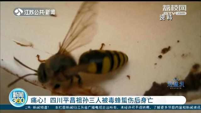 痛心 祖孙三人被毒蜂蜇伤后身亡 被蜂蜇后要尽快去医院