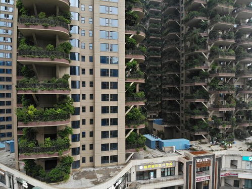 成都一小区30层高楼栽种树木 将 森林 搬回家