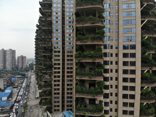 成都一小区30层高楼栽种树木 将 森林 搬回家