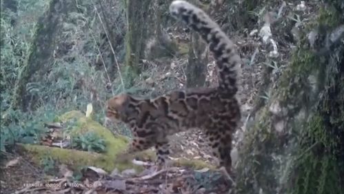 云南保山拍到珍稀野生动物云猫 浑身斑点 顽皮可爱 