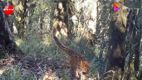 云南保山拍到珍稀野生动物云猫,浑身斑点顽皮可爱