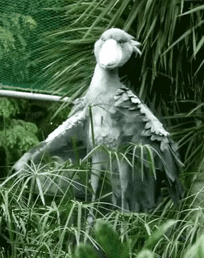 鲸头鹳暴雨中一动不动因为 智商感人 错了 其实人家聪明着呢 