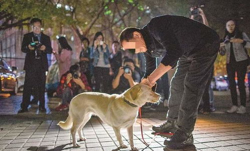 狗狗患病的 祸根 揭晓,这5种甜食吃多了危害很大